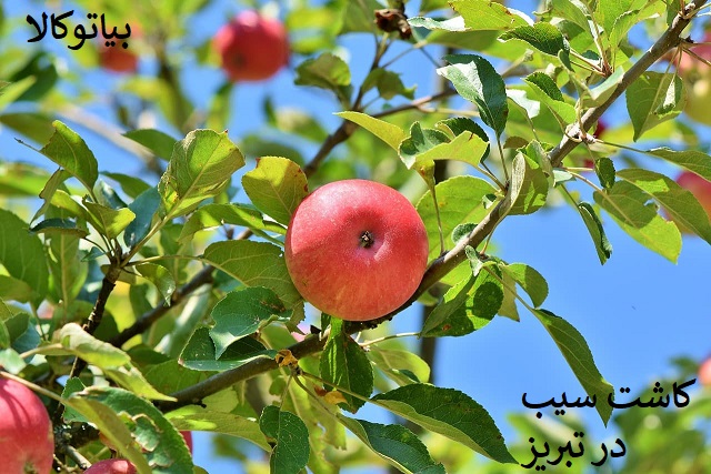کاشت درخت سیب